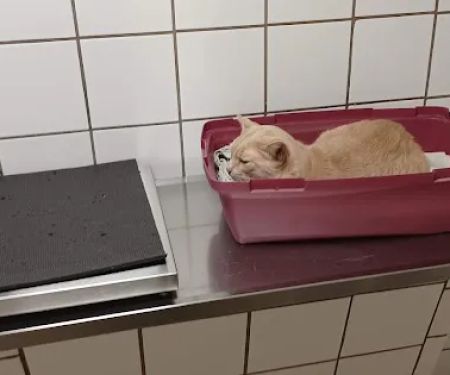 Bridgewater Veterinary Hospital (Bensalem)