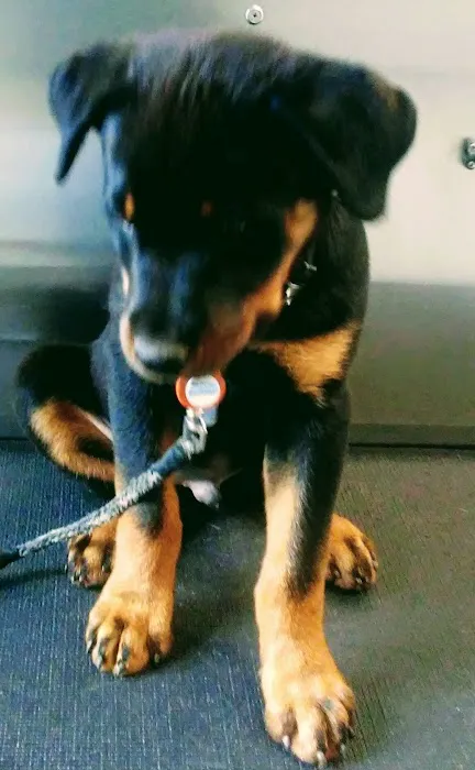 Bridgewater Veterinary Hospital (Bensalem) Picture 8