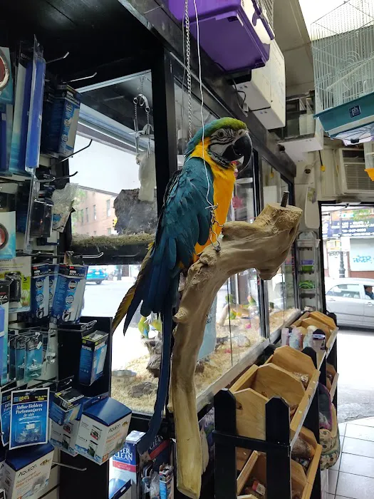 Tropical Pets Picture 10
