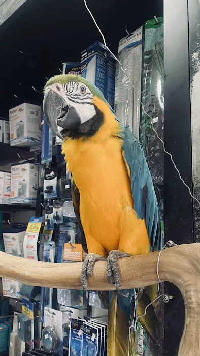 Tropical Pets Picture 7