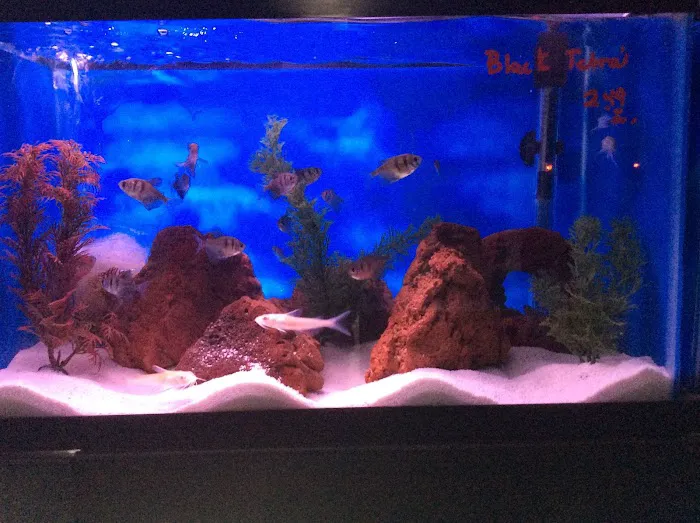 Tropical Pets Picture 4