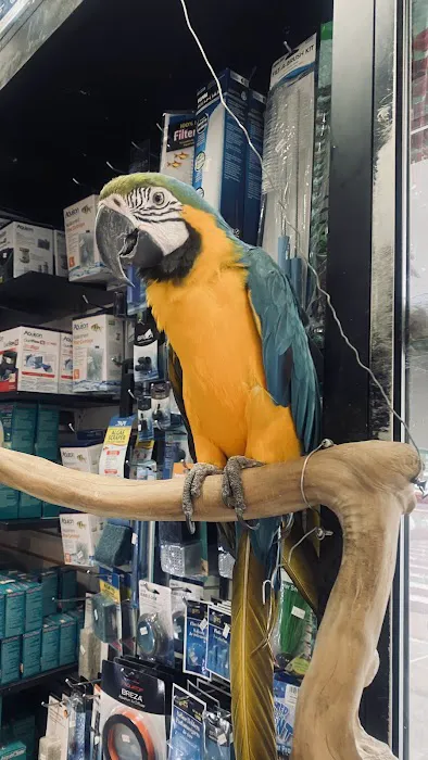 Tropical Pets Picture 9