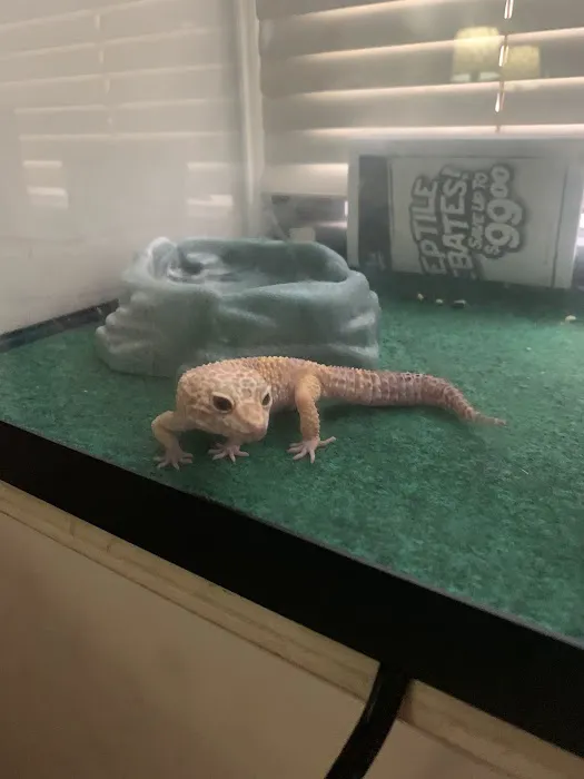 Tropical Pets Picture 6