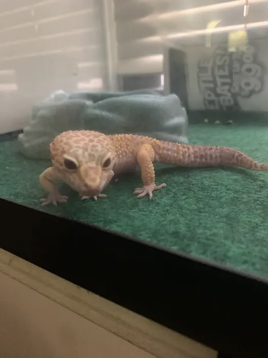 Tropical Pets Picture 5