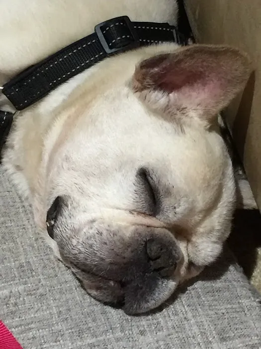 Allergy Ear and Skin Care for Animals Picture 4
