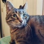 Allergy Ear and Skin Care for Animals