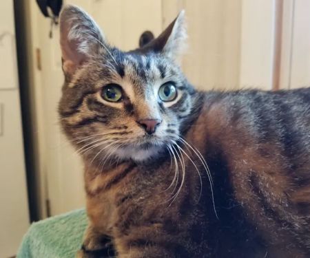 Allergy Ear and Skin Care for Animals