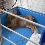Crosby Pet Center Inc