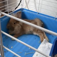 Crosby Pet Center Inc ico