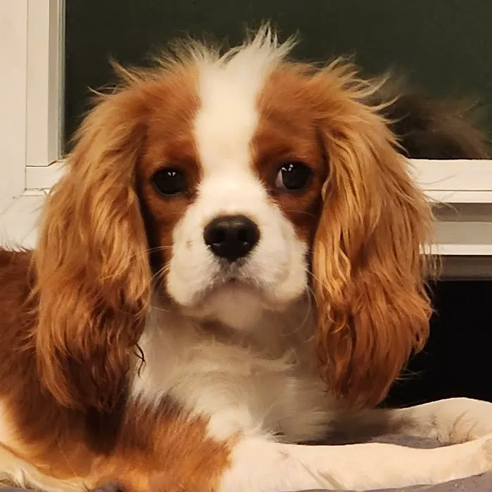 The Visiting Vet Picture 2