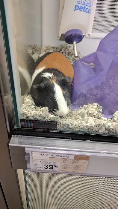 Petco Picture 8