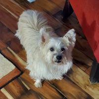 HousePaws Mobile Veterinary Service of Mount Laurel ico