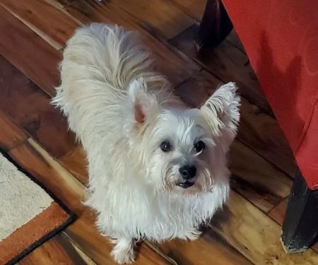 HousePaws Mobile Veterinary Service of Mount Laurel