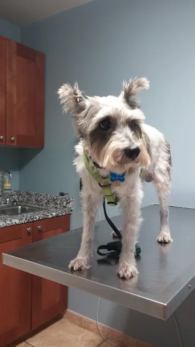 HousePaws Mobile Veterinary Service of Mount Laurel Picture 6
