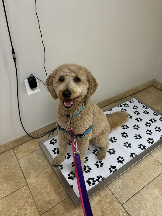 HousePaws Mobile Veterinary Service of Mount Laurel Picture 8