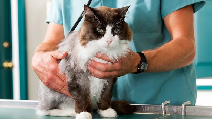 Willingboro Veterinary Clinic Picture 6