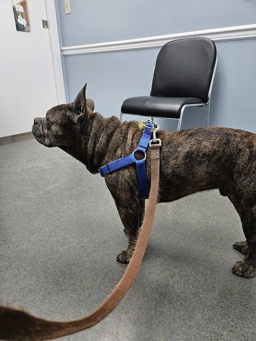Willingboro Veterinary Clinic Picture 10