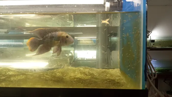 City Island Aquarium Tropical Fish Sales Picture 2