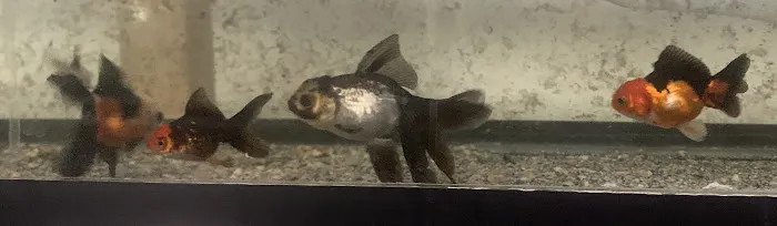 City Island Aquarium Tropical Fish Sales Picture 6