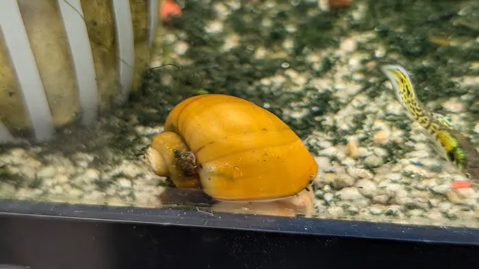 City Island Aquarium Tropical Fish Sales Picture 7