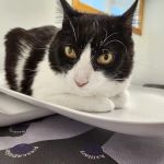 Rancocas Veterinary Associates