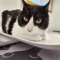 Rancocas Veterinary Associates ico