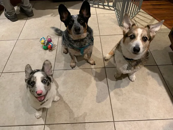 Rancocas Veterinary Associates Picture 10