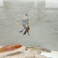 Interior Ocean Designs / Aquarium Tropical Fish Store ico