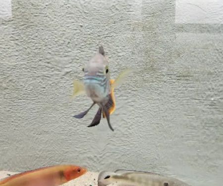 Interior Ocean Designs / Aquarium Tropical Fish Store