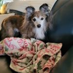 Larchmont Animal Hospital