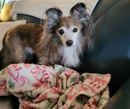 Larchmont Animal Hospital
