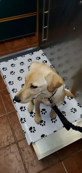 Larchmont Animal Hospital Picture 2