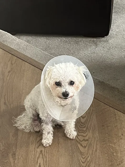 Larchmont Animal Hospital Picture 4