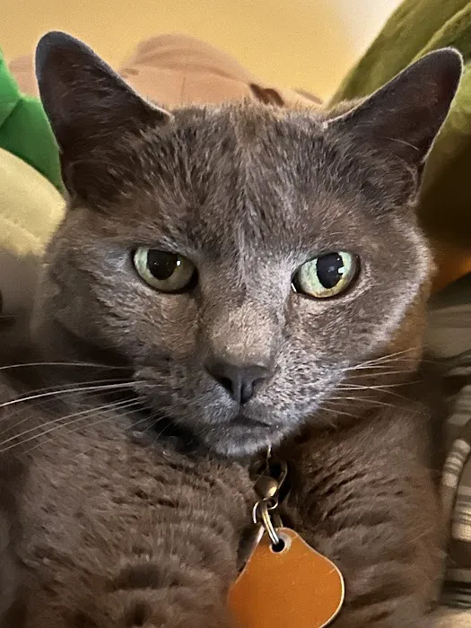 Larchmont Animal Hospital Picture 8