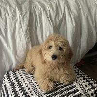 Silver Nickel Puppies at Troy's Trims and Treats ico