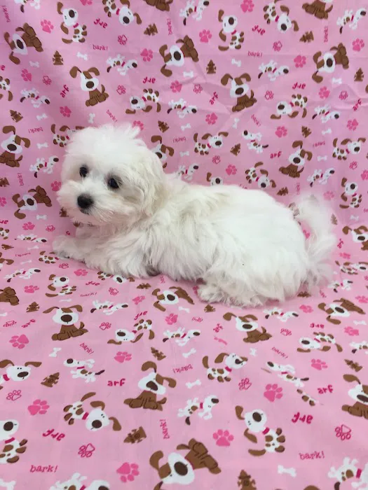Silver Nickel Puppies at Troy's Trims and Treats Picture 2