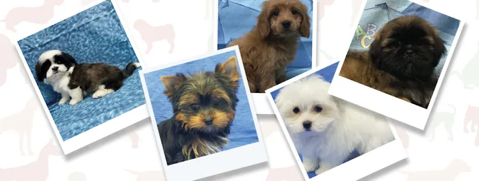 Silver Nickel Puppies at Troy's Trims and Treats Picture 3