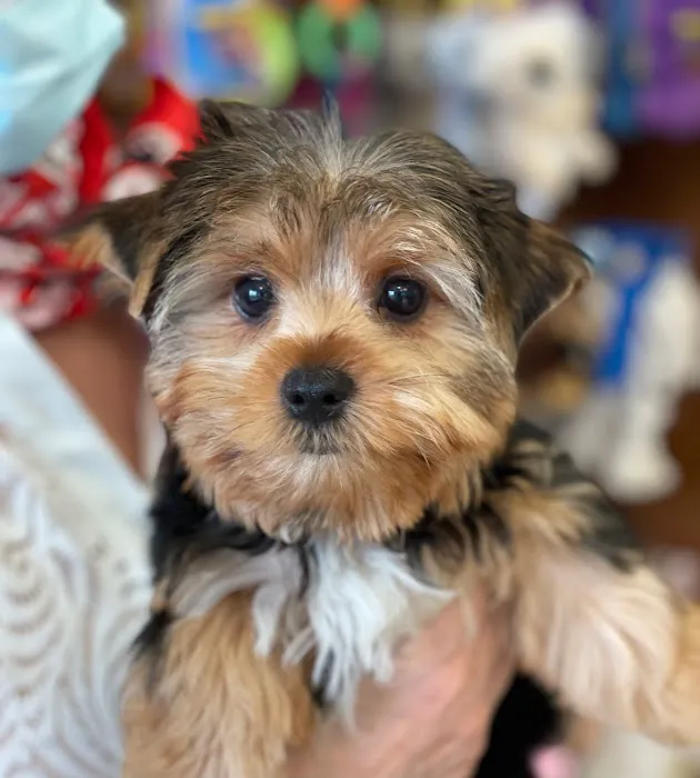 Silver Nickel Puppies at Troy's Trims and Treats Picture 10