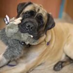 Red Bank Veterinary Hospital - Mt. Laurel
