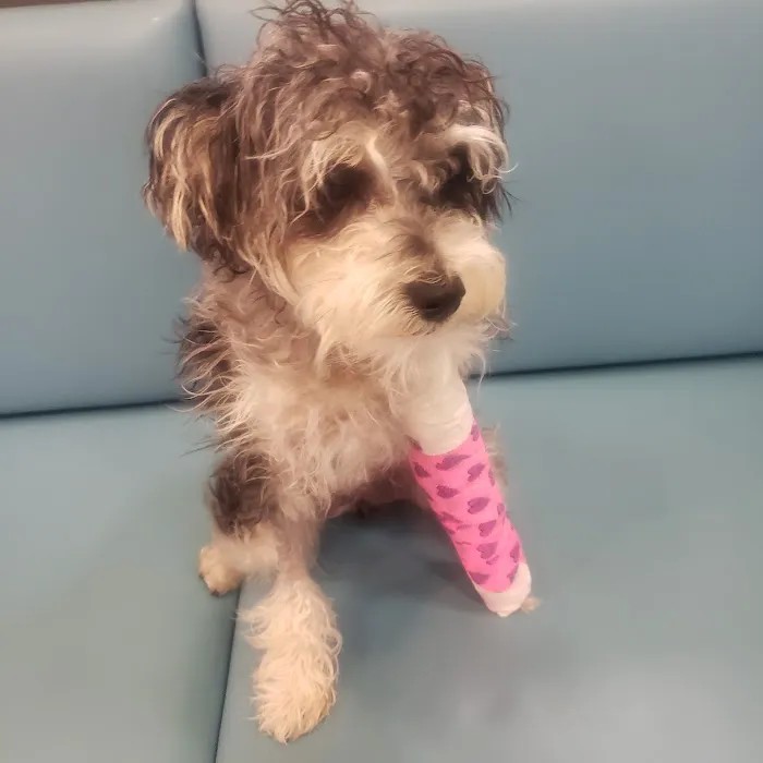 Red Bank Veterinary Hospital - Mt. Laurel Picture 9