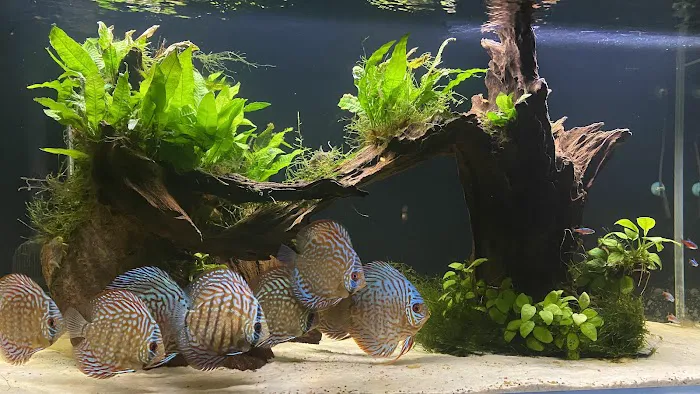 Life in Aquarium Picture 1