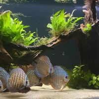 Life in Aquarium ico