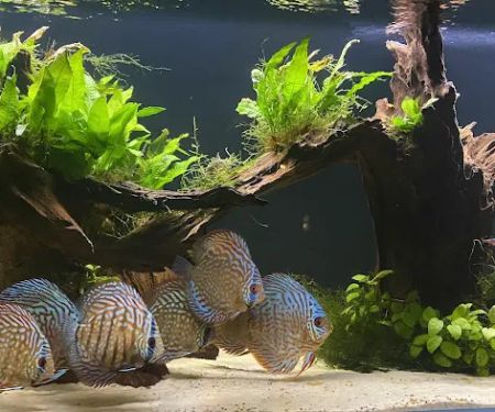 Life in Aquarium