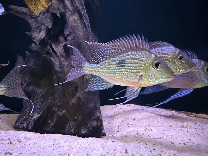 Life in Aquarium Picture 4