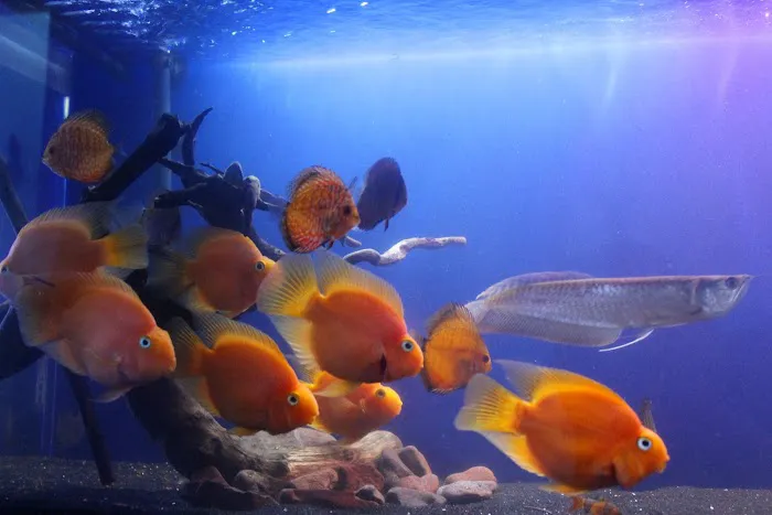 Life in Aquarium Picture 2