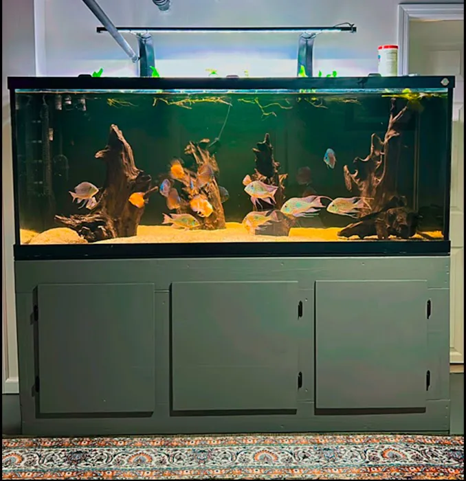 Life in Aquarium Picture 5