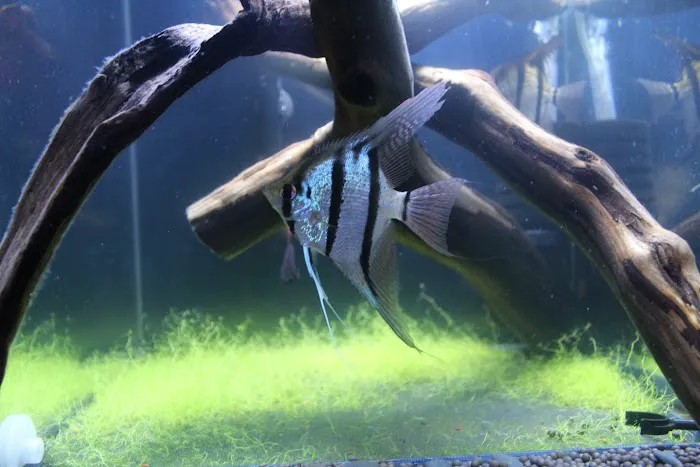 Life in Aquarium Picture 7