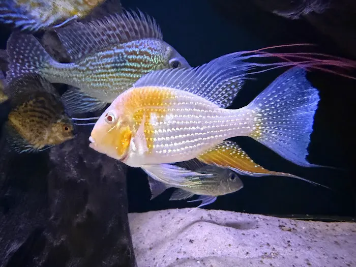 Life in Aquarium Picture 8