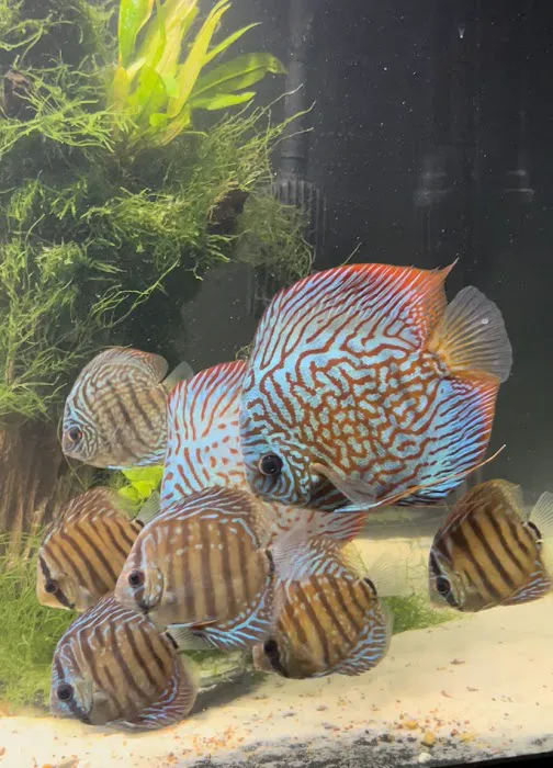 Life in Aquarium Picture 6