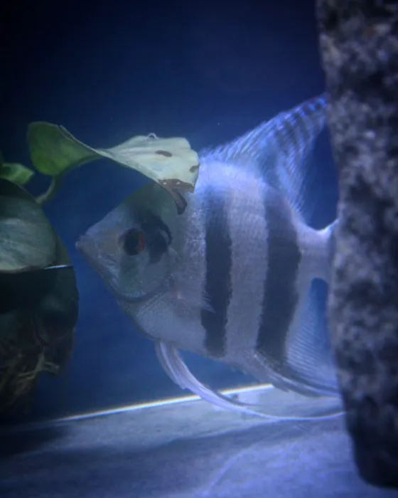 Life in Aquarium Picture 10